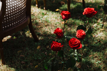 Obraz premium Close-Up of Vibrant Red Roses in a Rustic Outdoor Setting with Natural Light and Vintage Furniture for a Romantic Garden Ambience