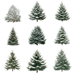 Obraz premium Collection of Christmas Trees with snow isolated on a white background.