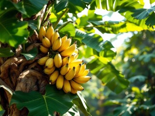 Vibrant bunches of ripe bananas dangle amidst lush green leaves under the warm sunlight of a tropical grove