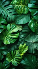 Fototapeta premium A vibrant arrangement of various green leaves showcasing nature's beauty.