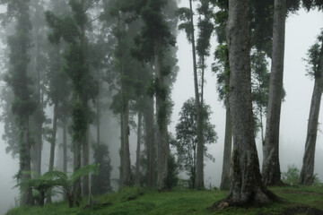 Fototapeta premium fog after rain in forest. Damar forest
