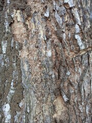 tree bark texture with termite house