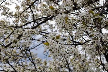 Fototapeta premium blossom in spring