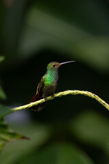 Fototapeta premium hummingbird on a branch