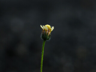 yellow daisy flower