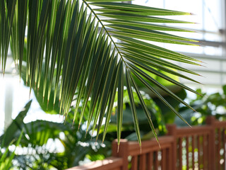 Garden with green sharp palm leaves