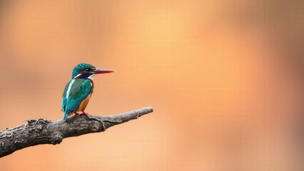 Obraz premium Elegant Kingfisher Perched on a Branch: A Stunning Display of Nature's Beauty