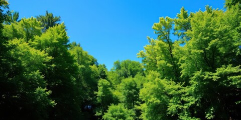 Fototapeta premium Lush green forest under a clear blue sky during summertime, peaceful
