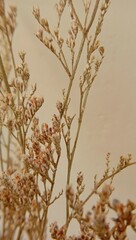 dried floral  arrangment with neutral backround