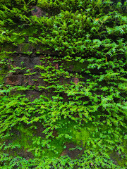 Fototapeta premium Background of rough texture of brick wall overgrown with weeds