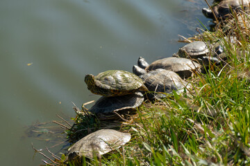 Turtles by the Lake