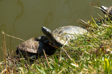 Turtles by the Lake