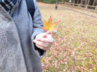 Golden Autumn: Fallen Leaves on a Forest Floor