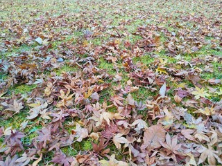 Golden Autumn: Fallen Leaves on a Forest Floor