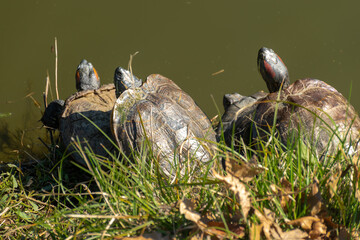 Turtles by the Lake