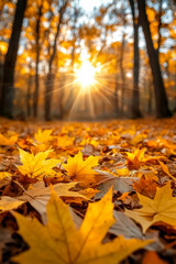 Golden maple leaves falling on an autumn forest floor with warm sun rays