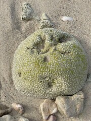 stone in the sand