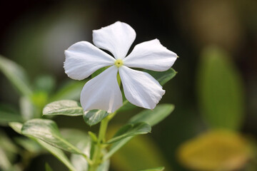five leaf white flower on plant