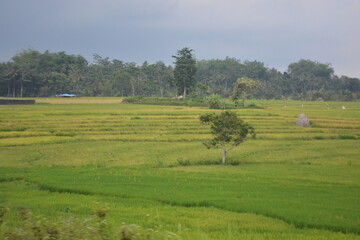 Wonderful landscape view of ricefield terrace