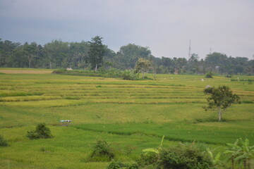 Wonderful landscape view of ricefield terrace