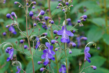Beautiful blooming flowers of the blue mist spiraea in a summer garden.