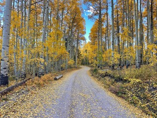 Obraz premium Vibrant Autumn Foliage, Aspen Trees in the Mountains