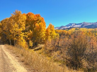 Vibrant Autumn Foliage, Aspen Trees in the Mountains