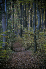 Obraz premium Autumn time, trees in the forest