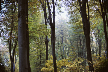 Obraz premium Autumn time, trees in the forest