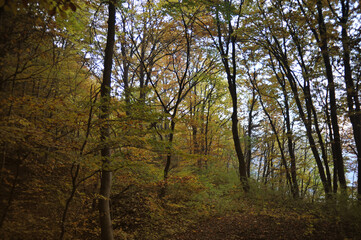 Fototapeta premium Autumn Autumn time, trees in the foresttime, trees in the forest