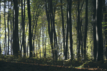 Obraz premium Autumn time, trees in the forest