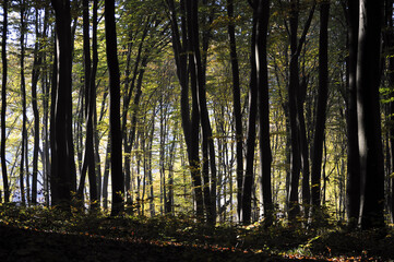 Fototapeta premium Autumn time, trees in the forest