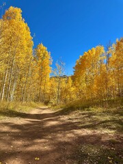 Obraz premium Vibrant Autumn Foliage, Aspen Trees in the Mountains