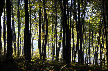 Obraz premium Autumn time, trees in the forest