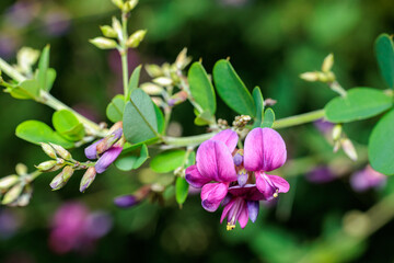 Obraz premium Beautiful bush clover flowers blooming in the autumn countryside.