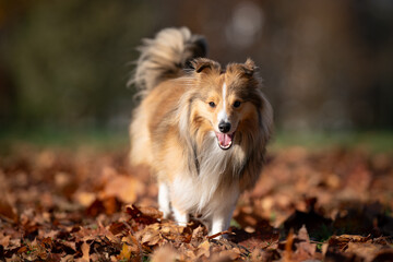 A happy Shetland Sheepdog strolls through a colorful carpet of autumn leaves, embodying the joy of the season.