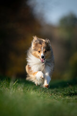 A lively Shetland Sheepdog joyfully runs through a lush green field, exuding energy and happiness in frontal view.