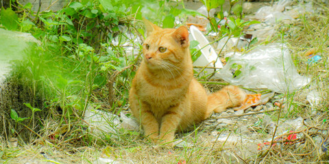 cat in the grass, Cat in the garden.
