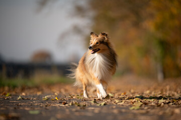 A playful Shetland Sheepdog happily trots along a leaf-strewn path, embodying the spirit of adventure and joy in the autumn air.