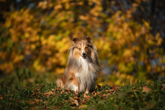 A cheerful Shetland Sheepdog sits happily on a grassy knoll, surrounded by vibrant autumn leaves, exuding warmth and playful energy.