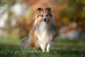 Shetland Sheepdog stands gracefully in a vibrant autumn setting, perfectly framed by colorful foliage, showcasing its beauty and elegance.