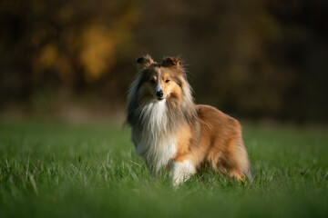 A proud Shetland Sheepdog stands confidently in a lush green field, showcasing its noble stature and striking appearance against a beautiful backdrop.