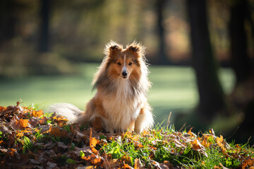 A serene Shetland Sheepdog sits gracefully atop a pile of colorful autumn leaves, radiating calmness and beauty in a sunlit park setting.