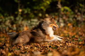 A playful Shetland Sheepdog leaps joyfully through a blanket of autumn leaves, embodying the essence of happiness and carefree spirit in nature.
