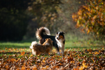 Two joyful dogs play together among the vibrant autumn leaves, showcasing their friendship and playful nature in a colorful setting.