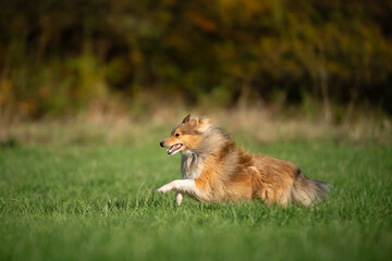 A spirited Shetland Sheepdog leaps gracefully across the vibrant green grass, running and embodying pure joy and playfulness in nature.