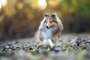 A charming Shetland Sheepdog trots gracefully through a bed of fallen leaves, radiating serenity and elegance in a peaceful autumn landscape.