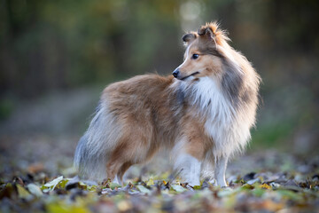 Shetland Sheepdog standing gracefully on autumn leaves, looking into the distance in a serene forest setting.