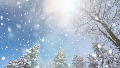 冬の風景　雪が降り積もる森林　見上げた木々と降る雪片と太陽の光の季節の背景　クリスマス・雪山・新年のイメージ