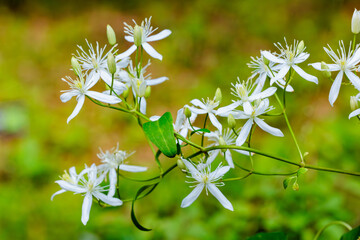 The pretty flowers of the clematis terniflora blooming in the fields and mountains in summer.